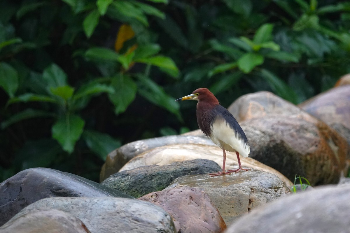 Chinese Pond-Heron - ML620568330