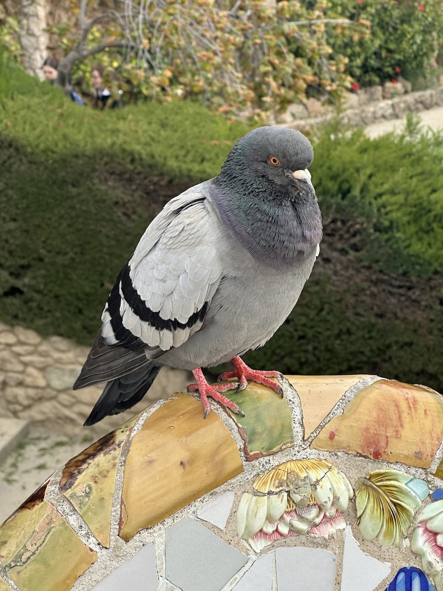 Rock Pigeon (Feral Pigeon) - ML620568339