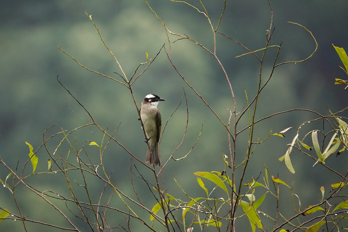 Light-vented Bulbul - ML620568361