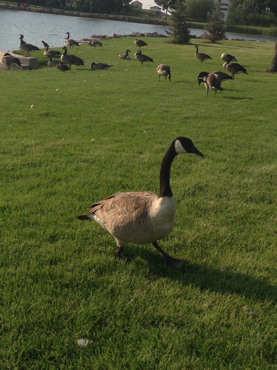 Canada Goose - ML620568366