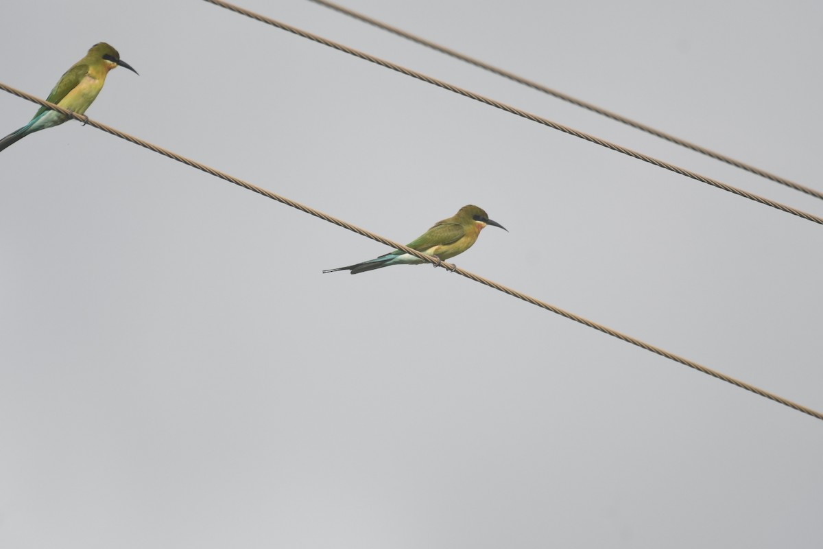Blue-tailed Bee-eater - ML620568369