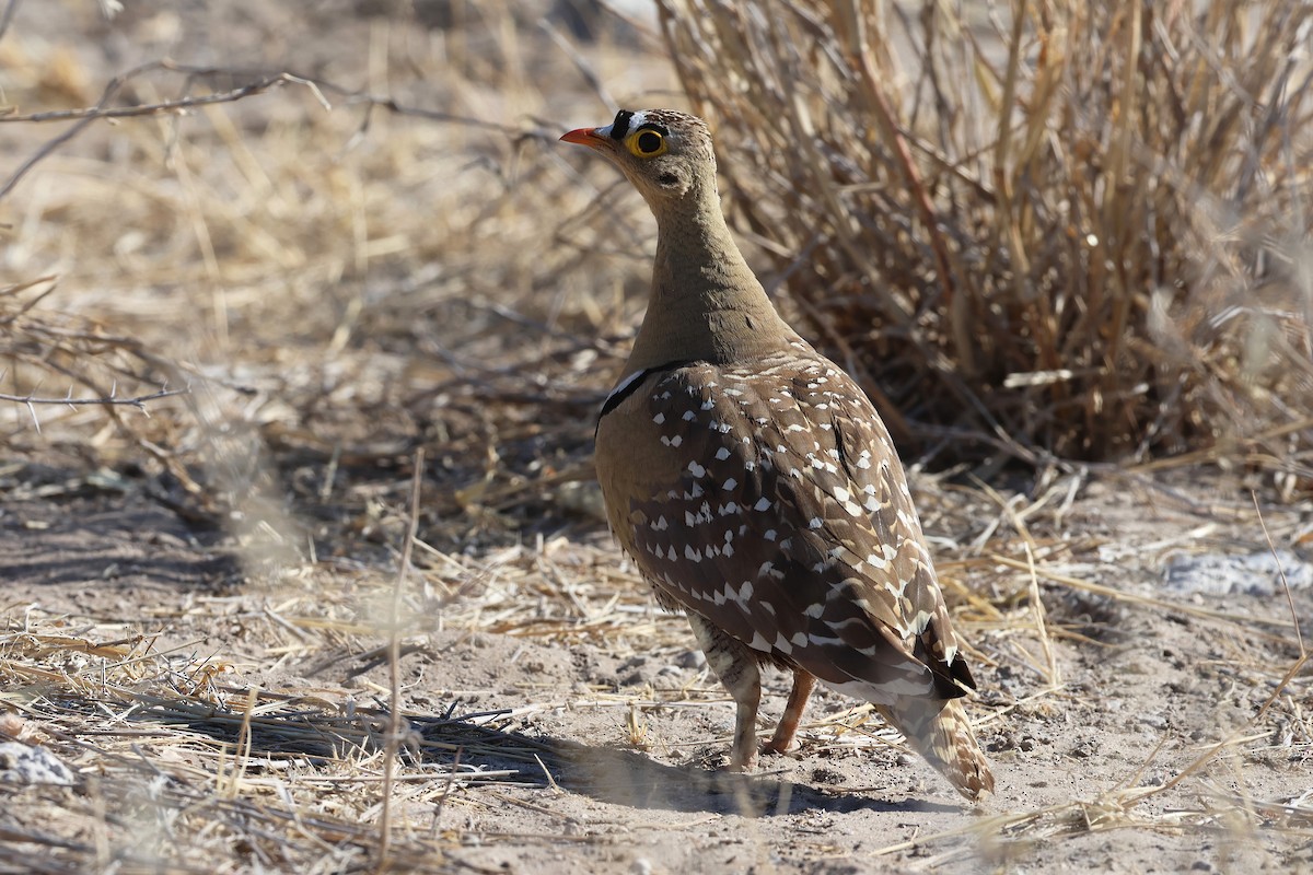 Double-banded Sandgrouse - ML620568374