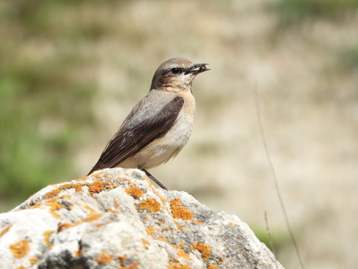 Northern Wheatear - ML620568379