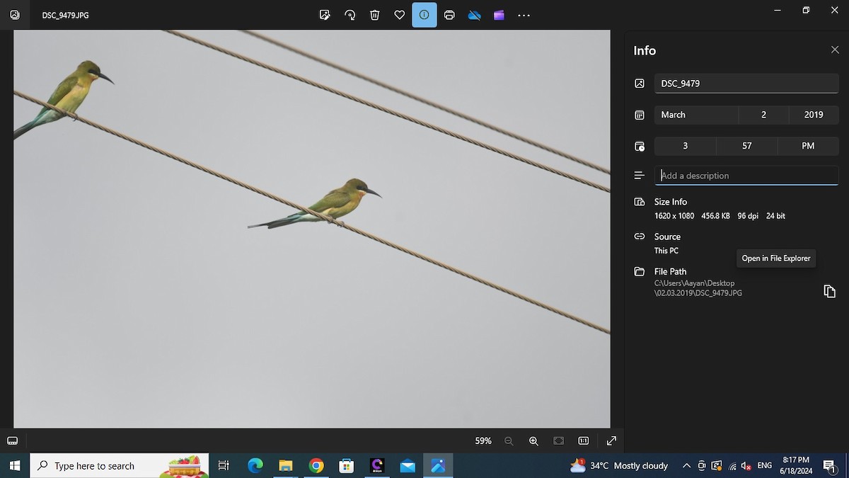 Blue-tailed Bee-eater - ML620568384