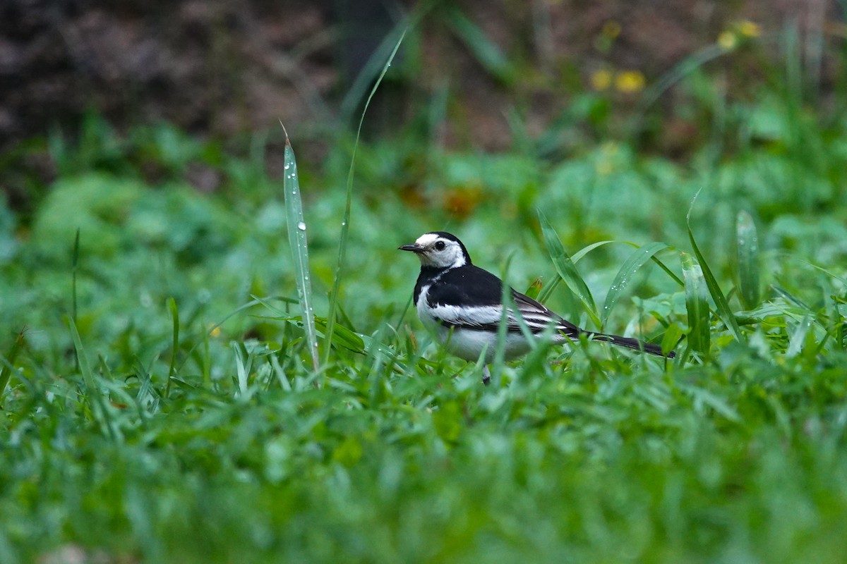White Wagtail (Chinese) - Lucas Koh