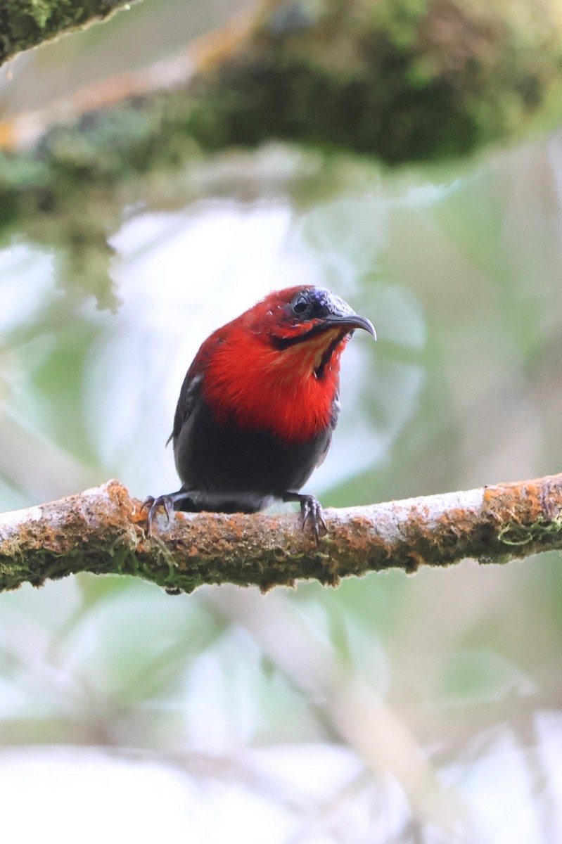 Crimson Sunbird (Sulawesi) - ML620568386
