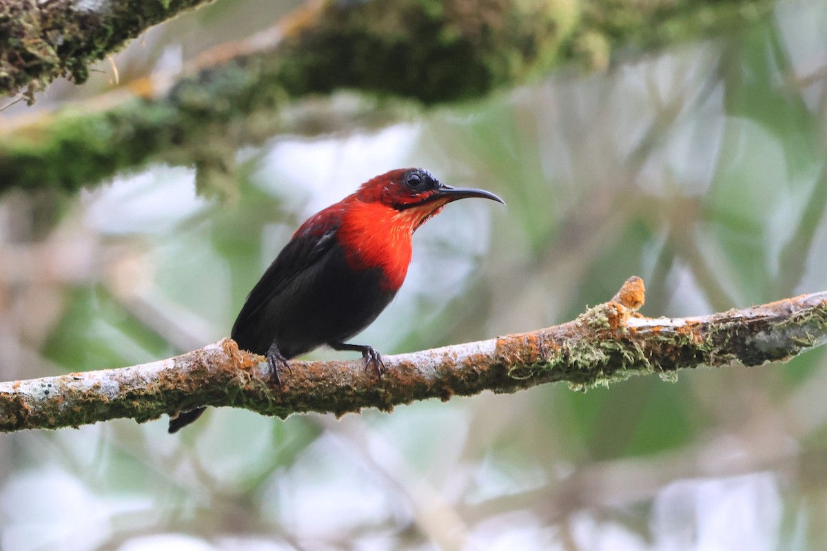 Crimson Sunbird (Sulawesi) - ML620568387