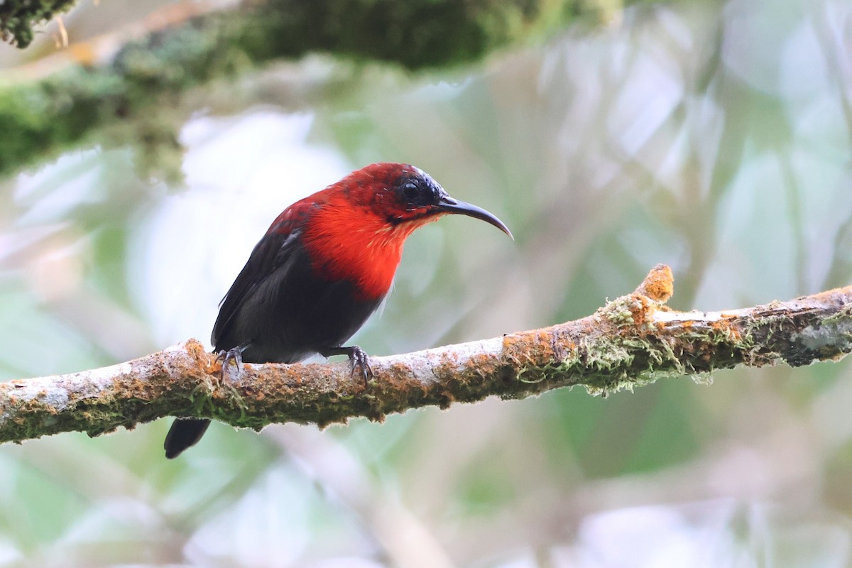 Crimson Sunbird (Sulawesi) - ML620568389