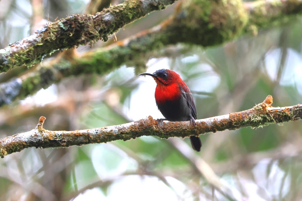 Crimson Sunbird (Sulawesi) - ML620568390