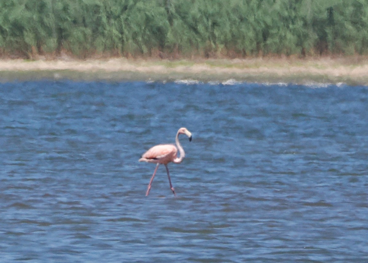 American Flamingo - ML620568393