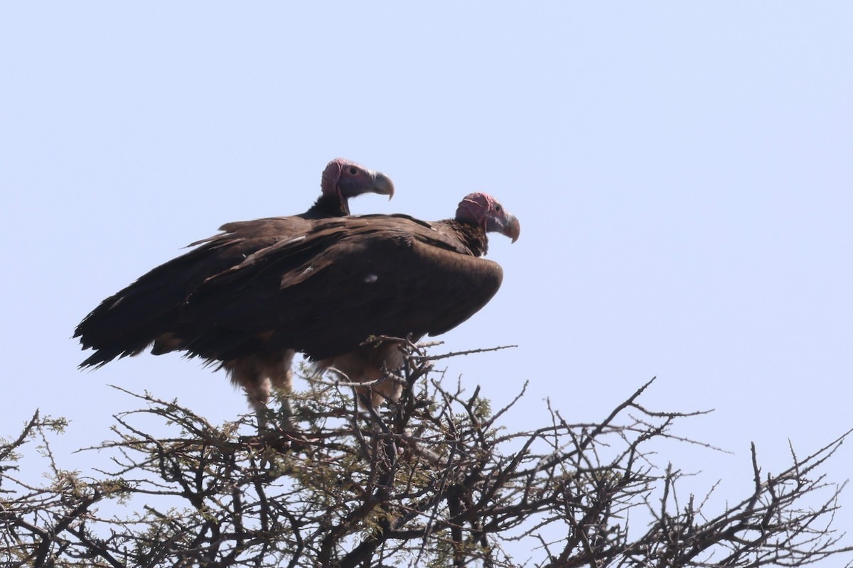 Lappet-faced Vulture - ML620568400