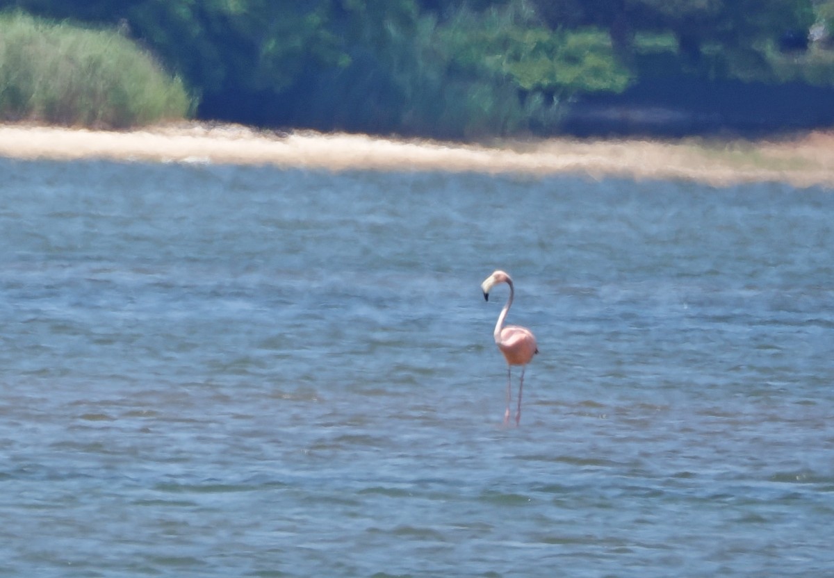 American Flamingo - ML620568401