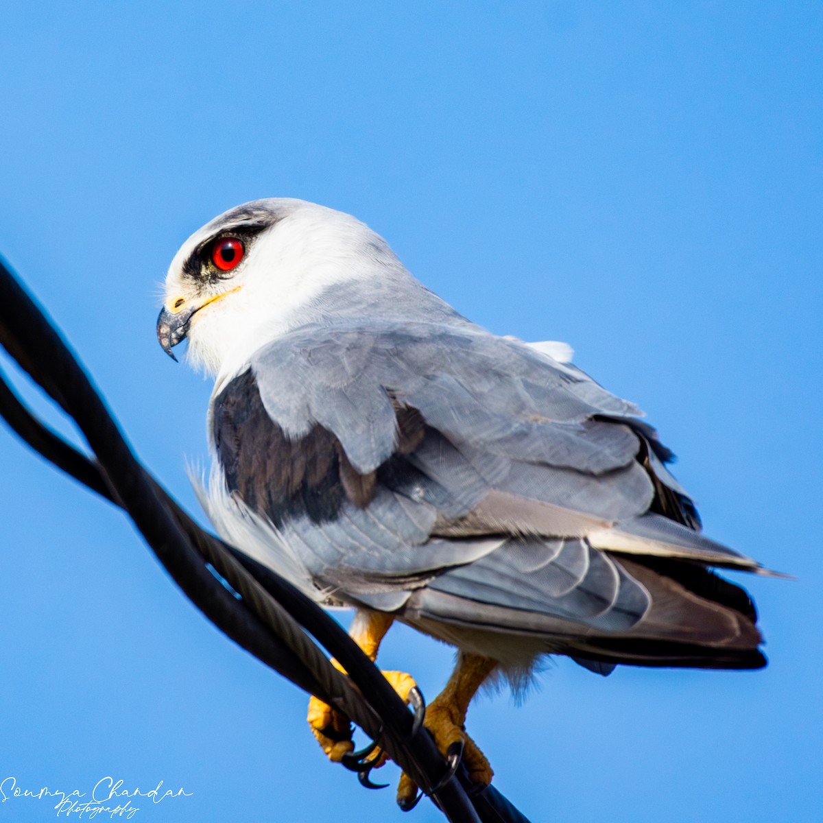 Black-winged Kite - ML620568405