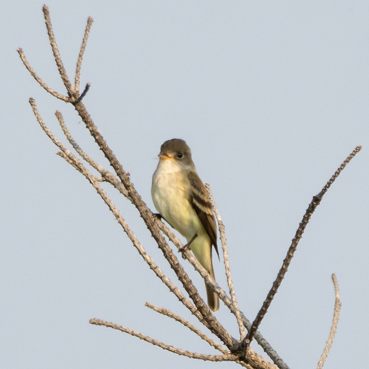 Willow Flycatcher - ML620568410