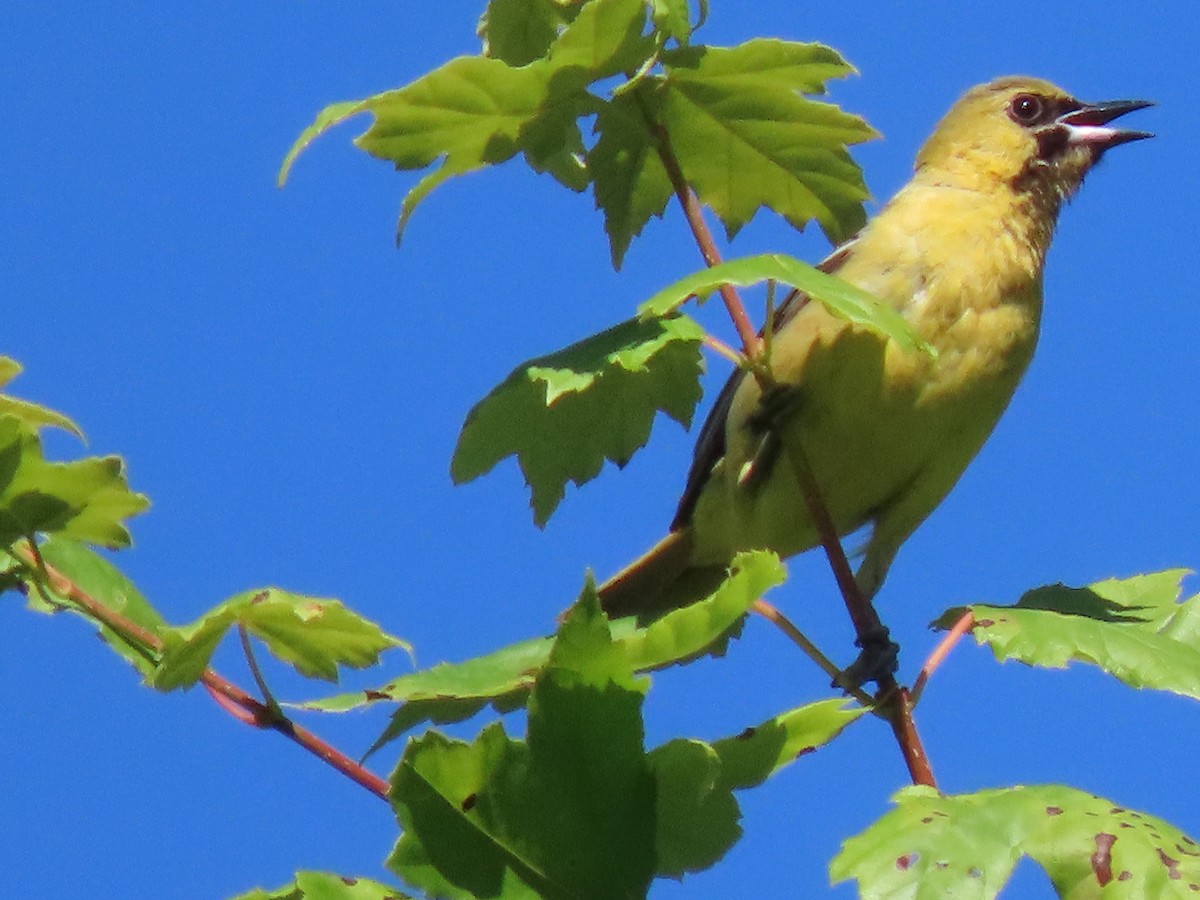 Orchard Oriole - ML620568418