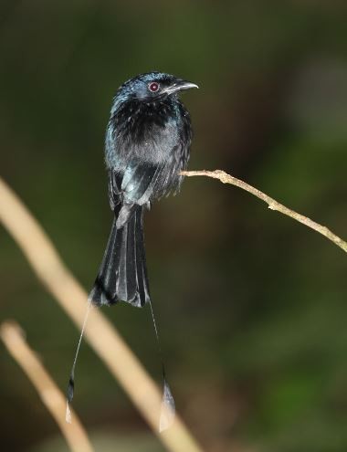 Greater Racket-tailed Drongo - ML620568422