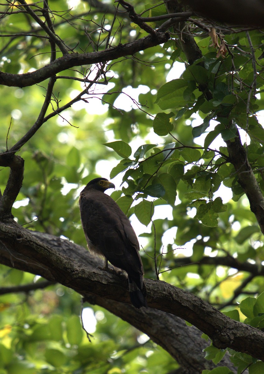 Crested Serpent-Eagle - ML620568450