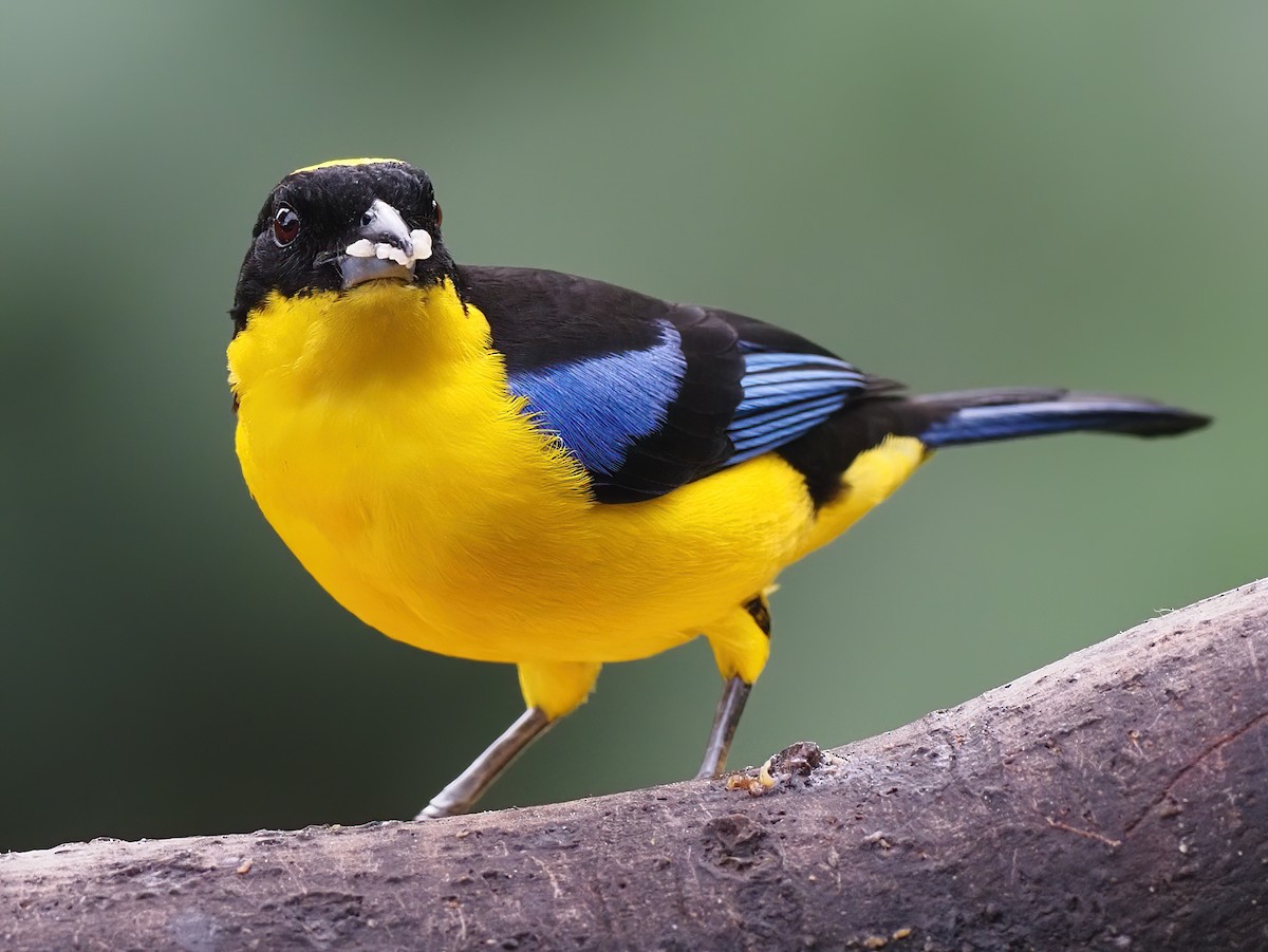 Black-chinned Mountain Tanager - ML620568454
