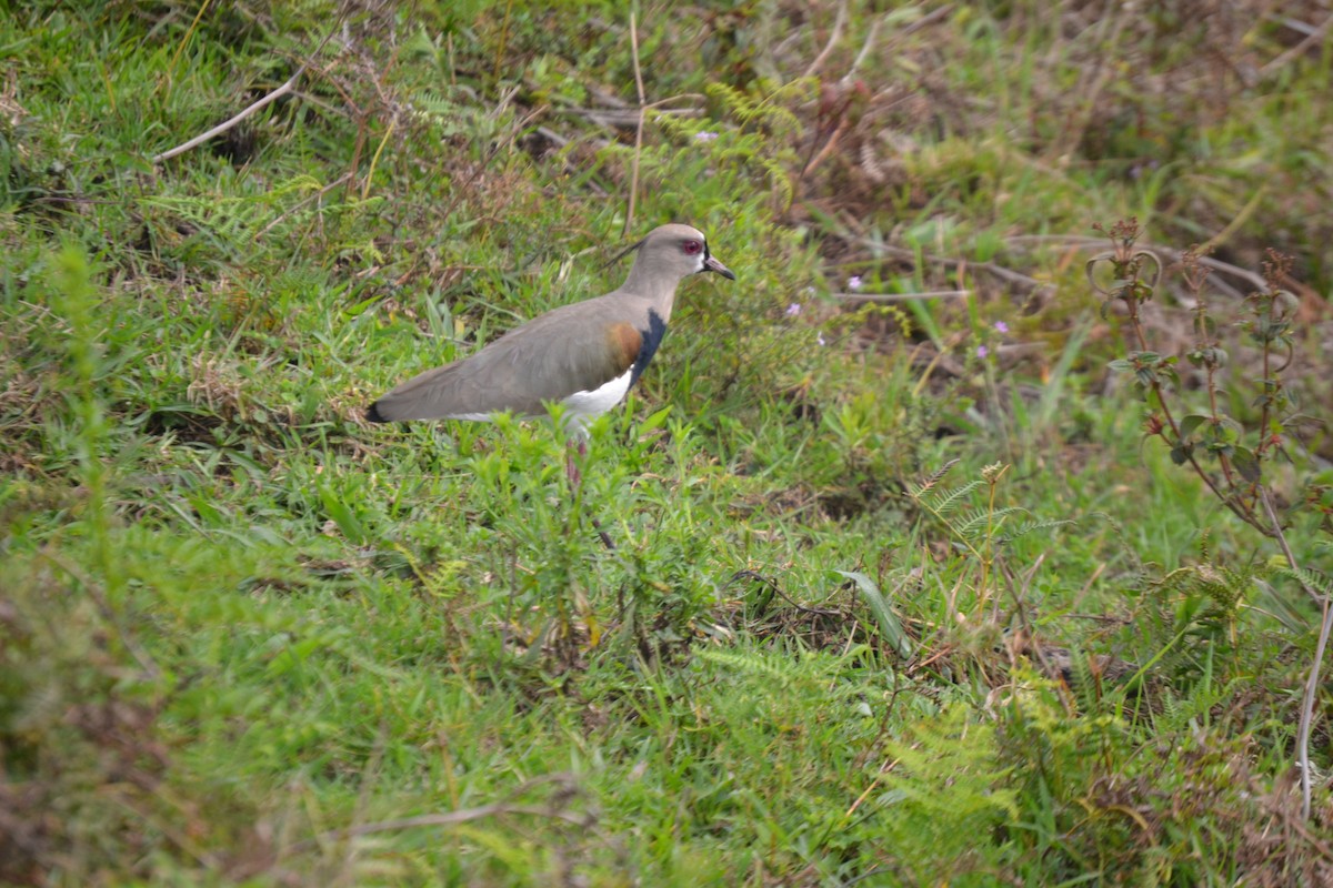 Southern Lapwing - ML620568457