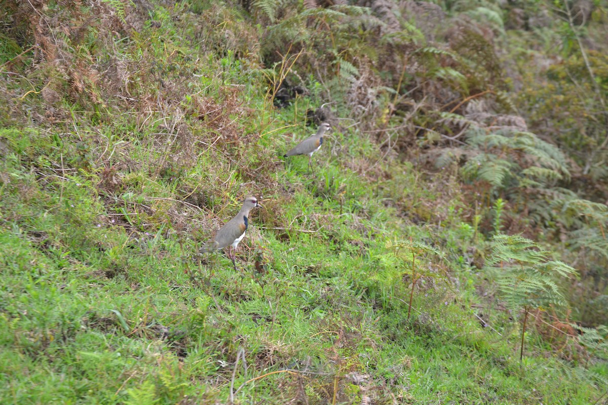 Southern Lapwing - ML620568459