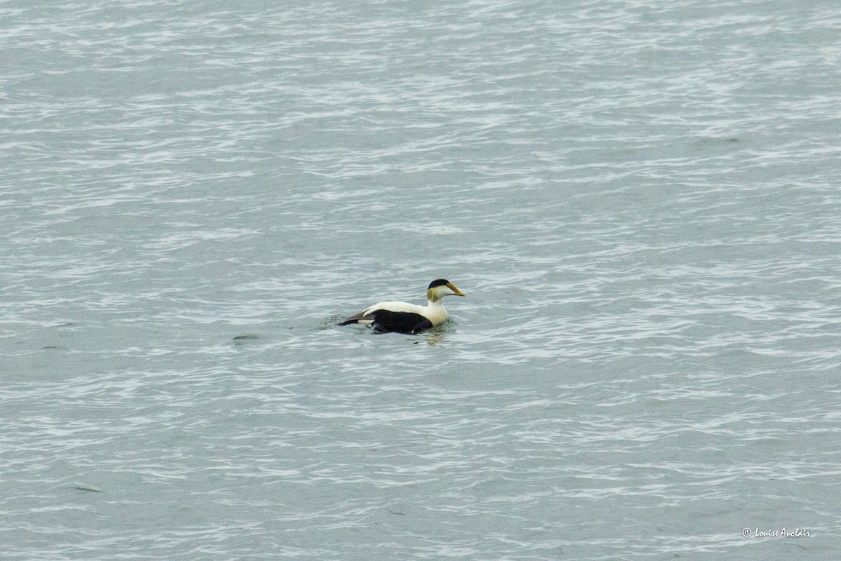 Common Eider - ML620568460