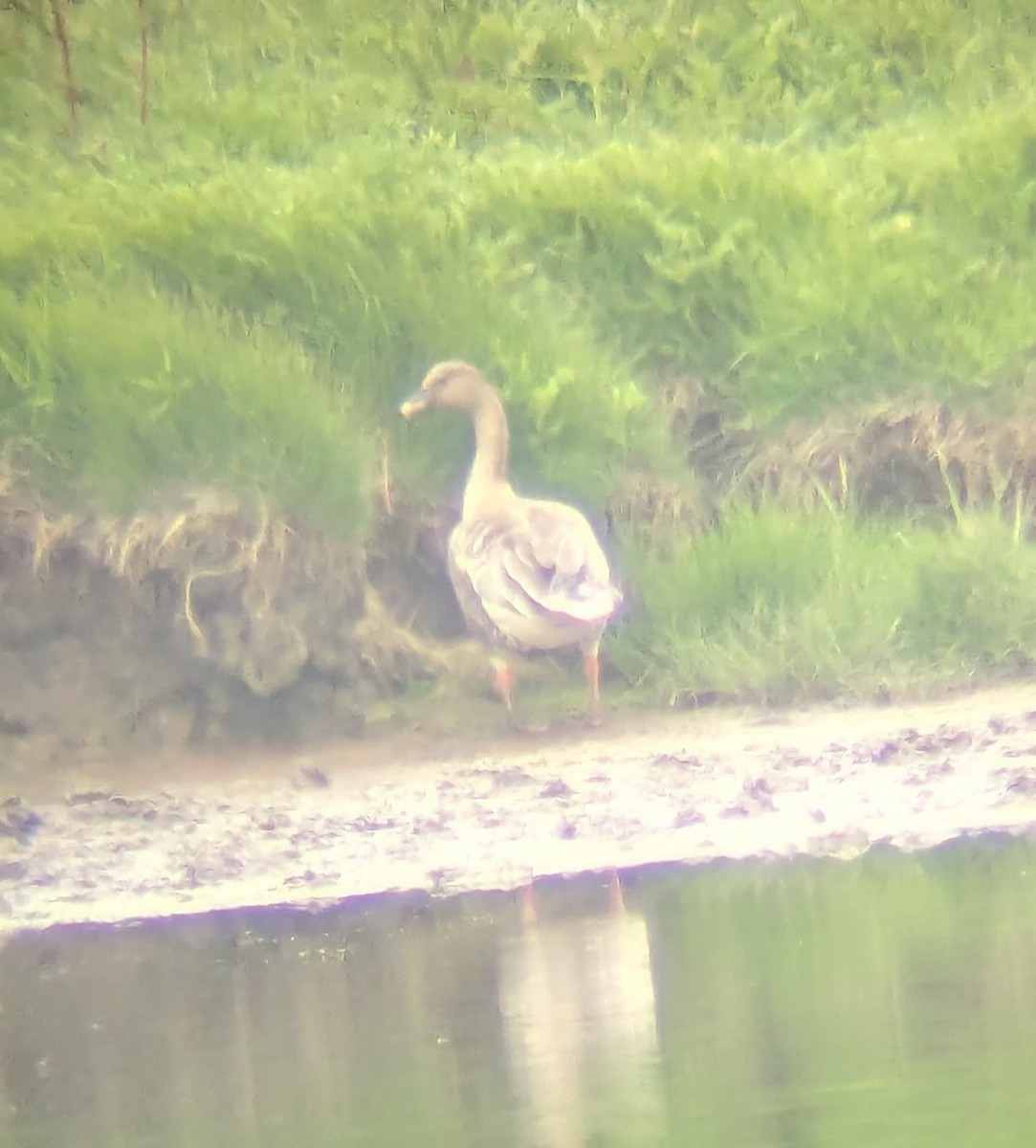 Pink-footed Goose - ML620568461