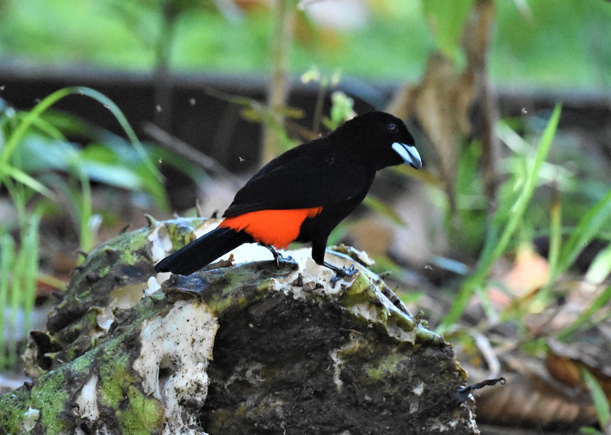 Scarlet-rumped Tanager - ML620568472