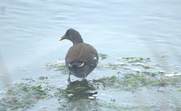 Gallinule d'Amérique - ML620568473