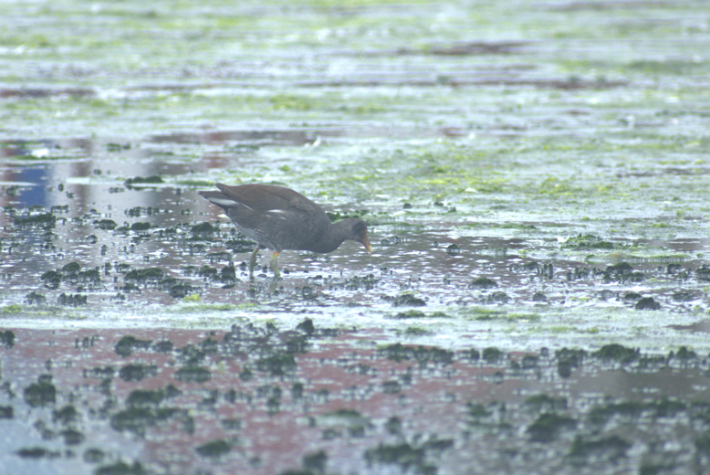 Gallinule d'Amérique - ML620568474