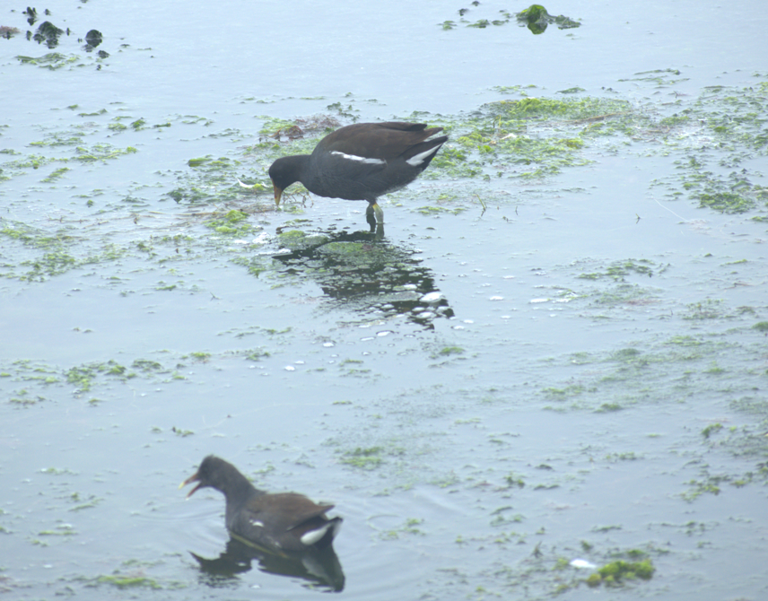 Gallinule d'Amérique - ML620568475