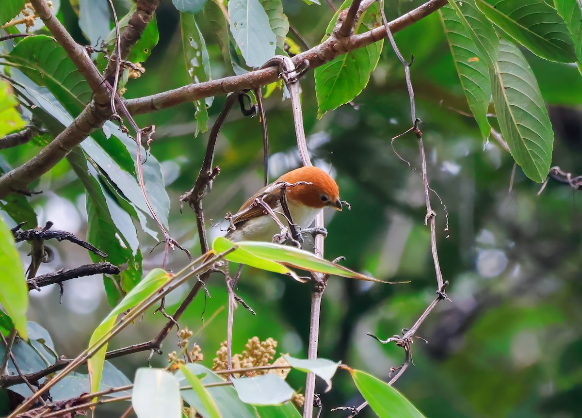 White-breasted Parrotbill - ML620568480
