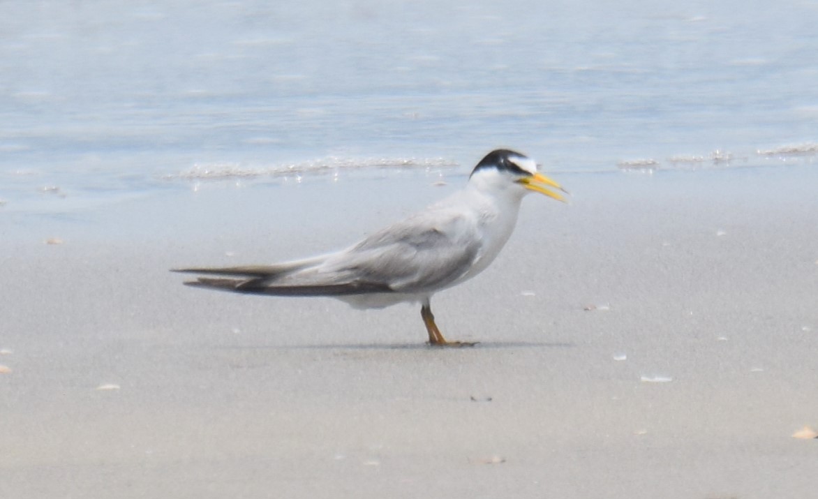 Least Tern - ML620568484