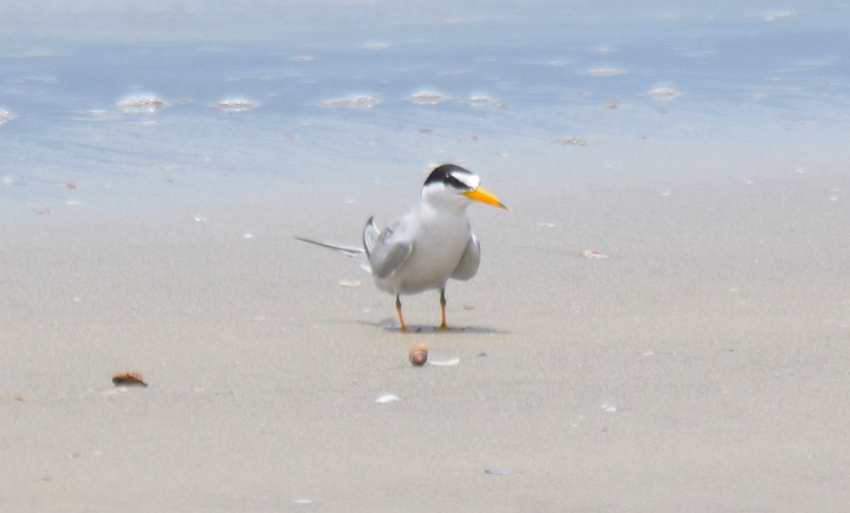 Least Tern - ML620568485