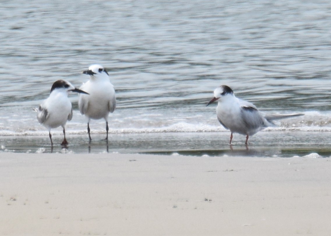 Common Tern - ML620568500