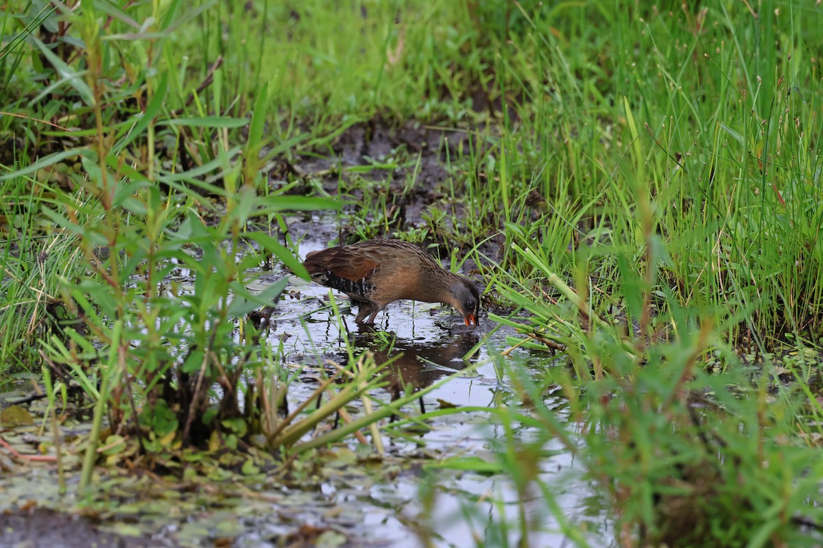 Virginia Rail - ML620568531