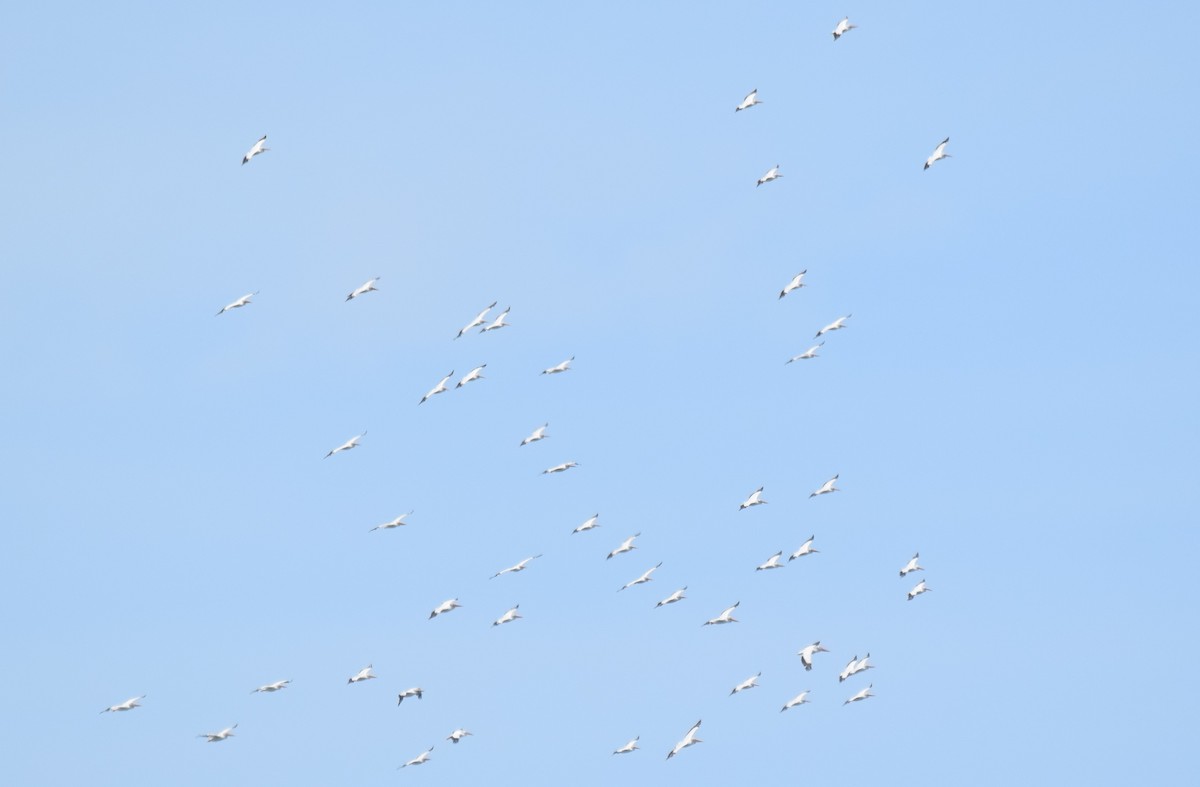 American White Pelican - ML620568541