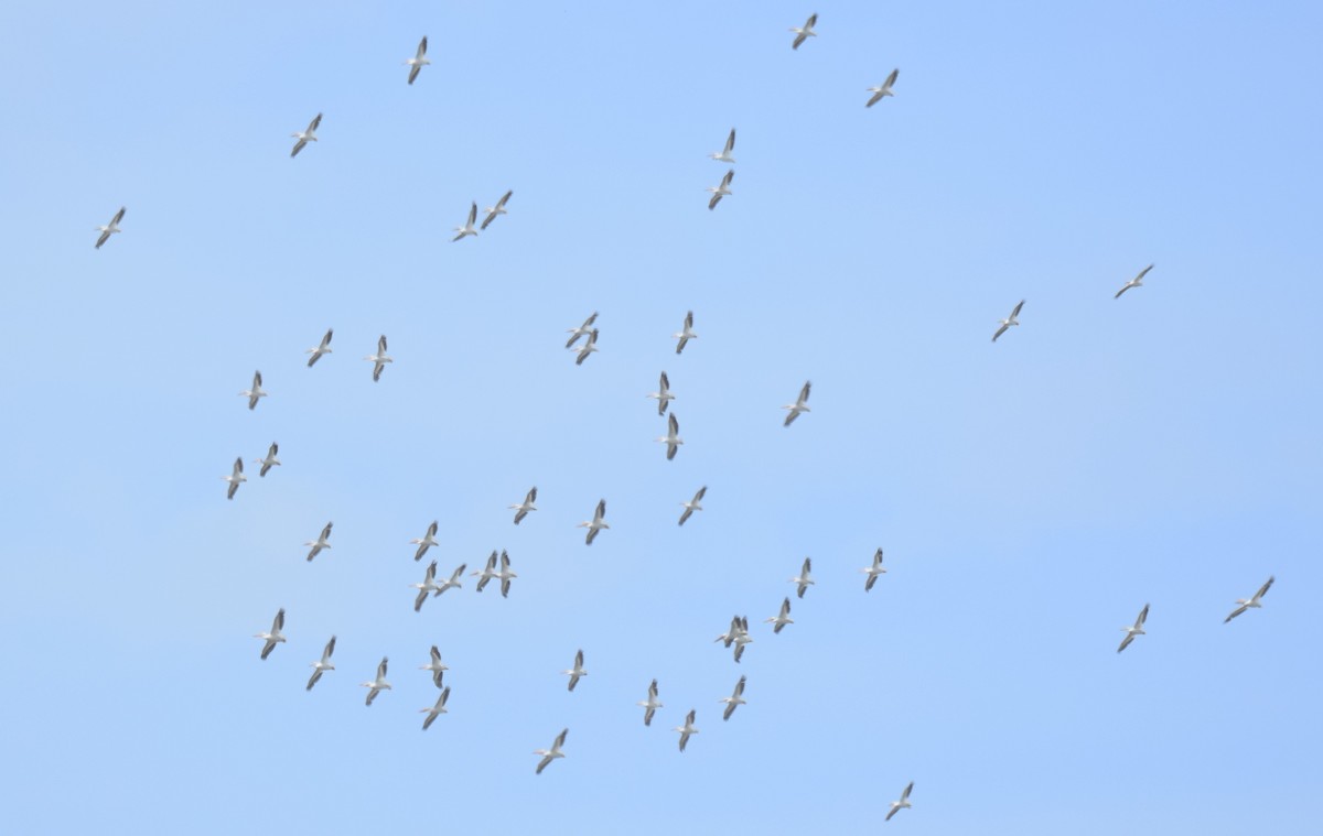 American White Pelican - ML620568542