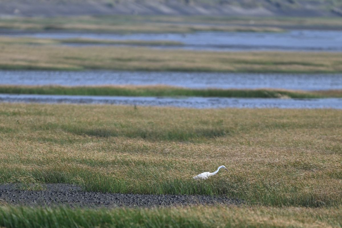 Great Egret - ML620568561