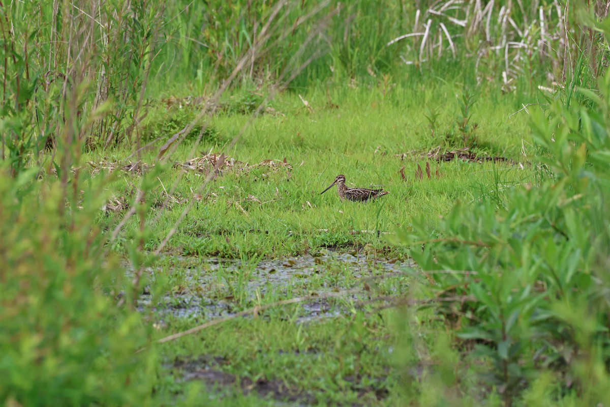 Wilson's Snipe - ML620568565