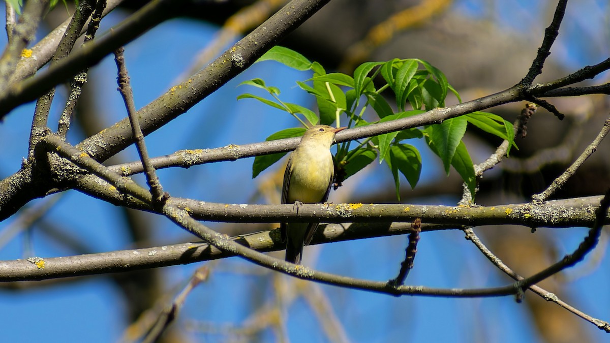 Icterine Warbler - ML620568566