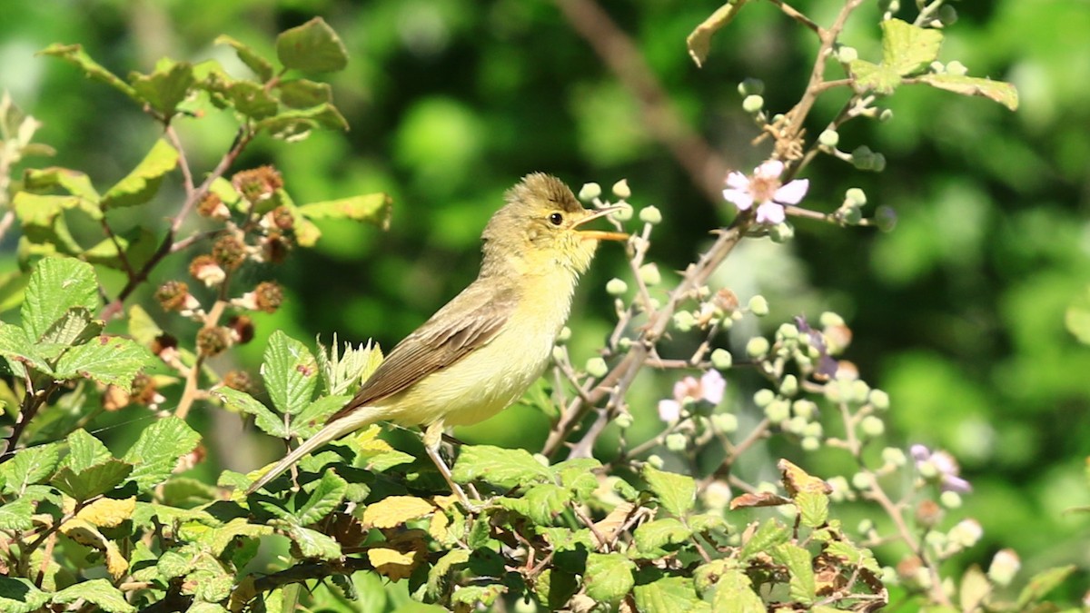 Melodious Warbler - ML620568569