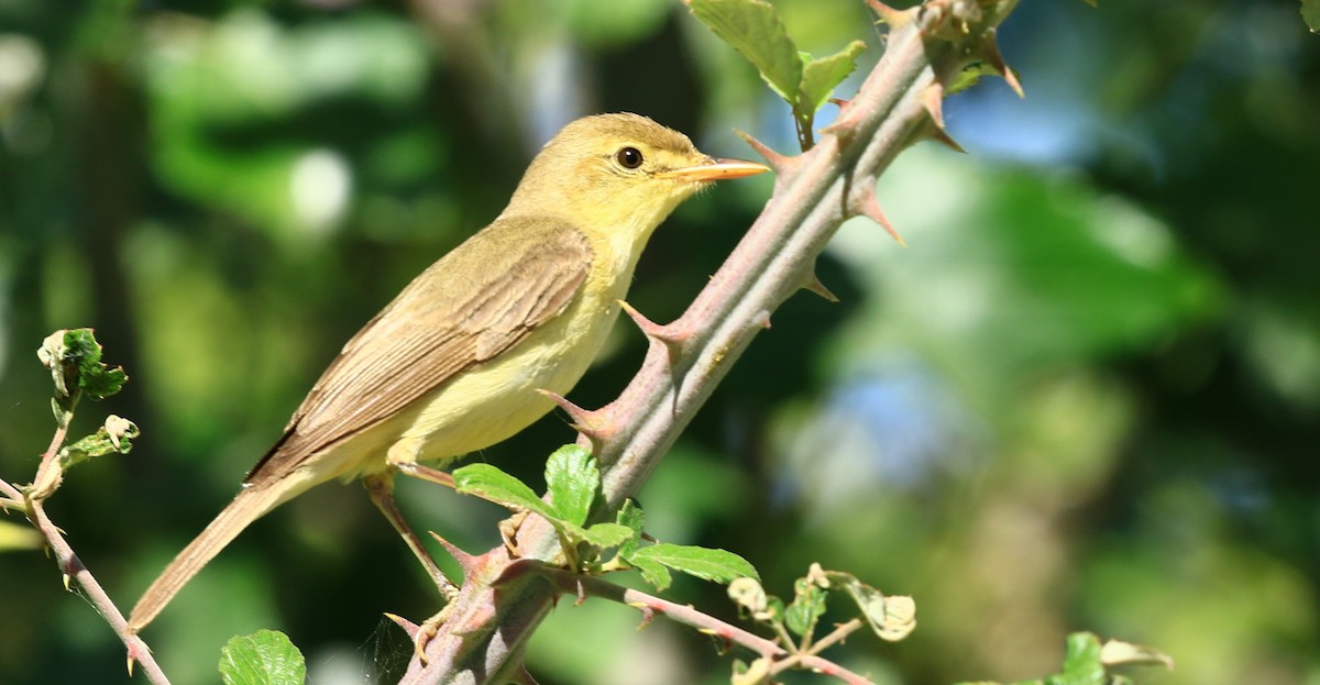 Melodious Warbler - ML620568571