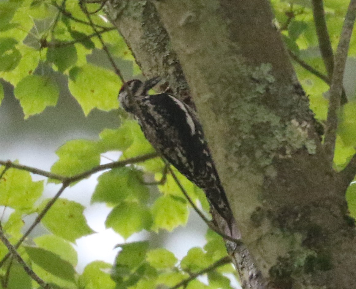 Yellow-bellied Sapsucker - ML620568579