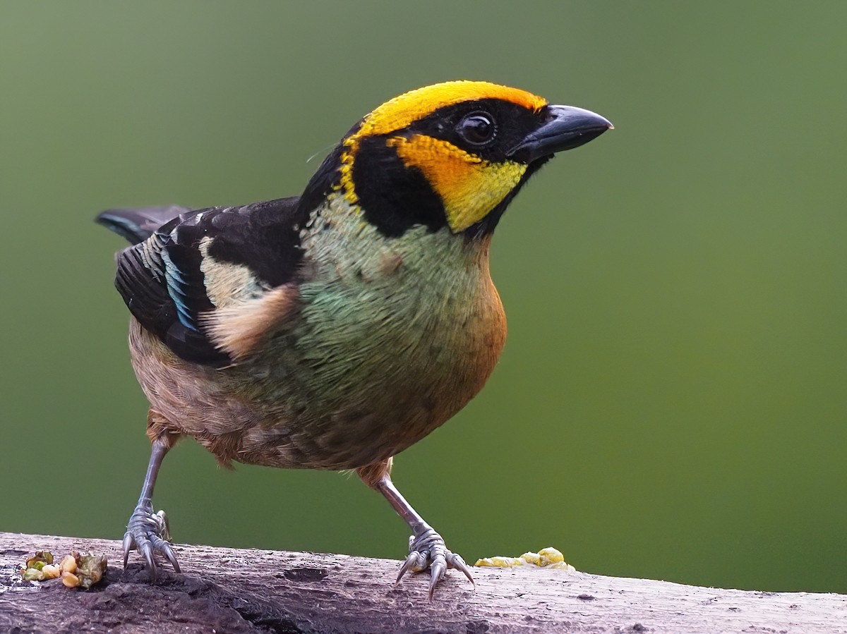 Flame-faced Tanager - ML620568593