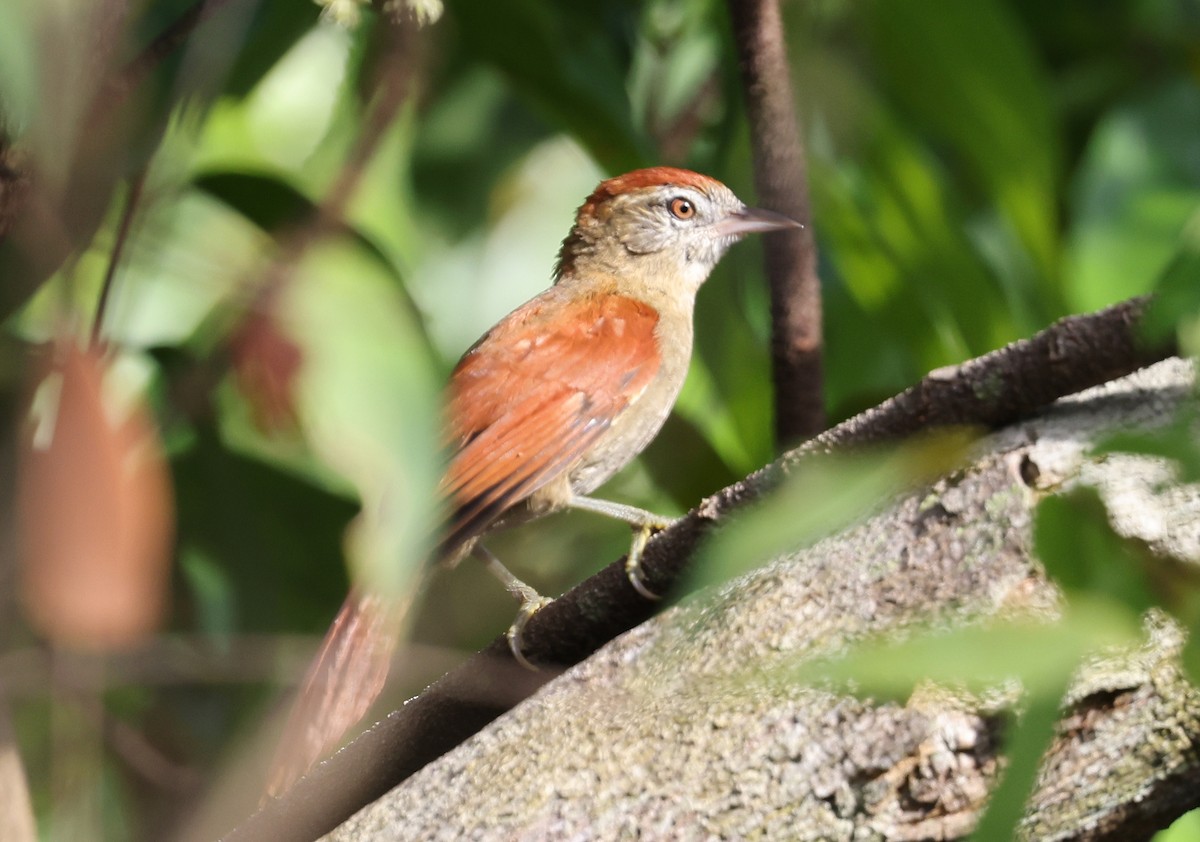 Rusty-backed Spinetail - ML620568595