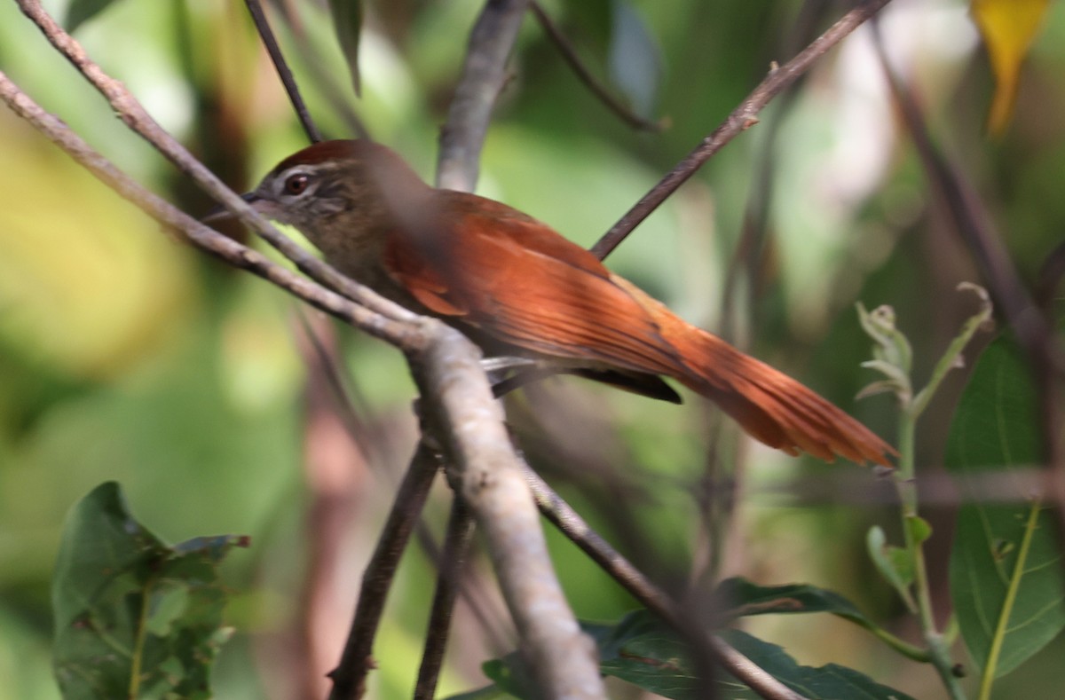 Rusty-backed Spinetail - ML620568596