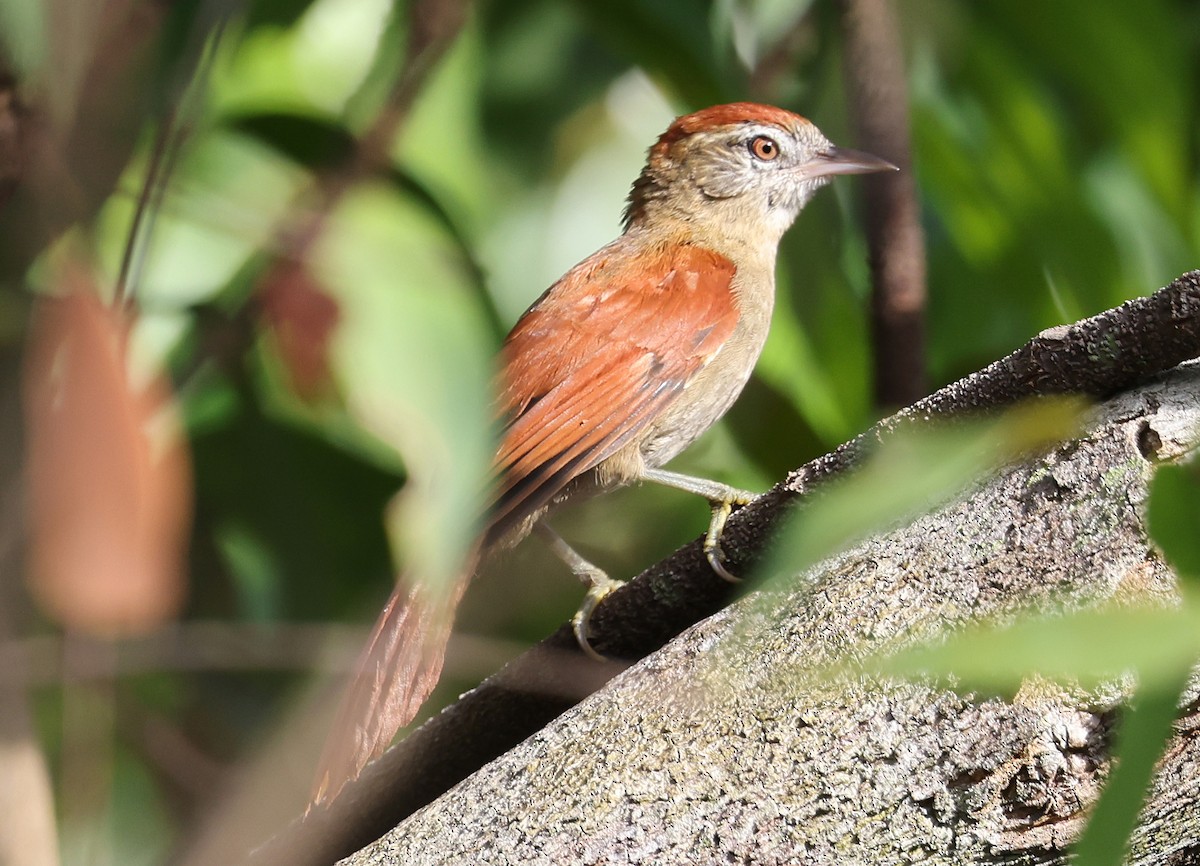 Rusty-backed Spinetail - ML620568597