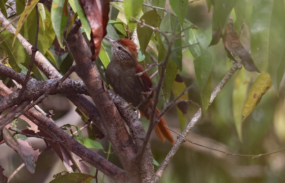 Rusty-backed Spinetail - ML620568598