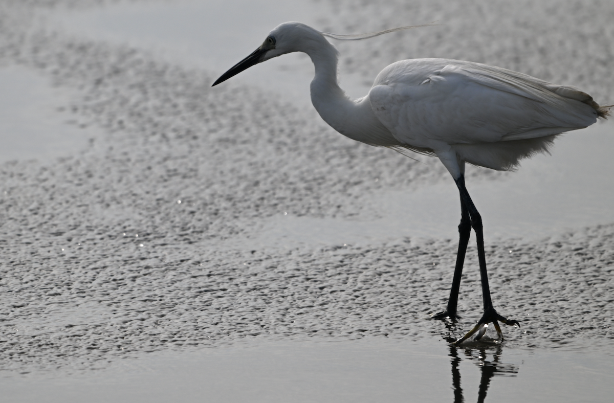 Little Egret - ML620568618