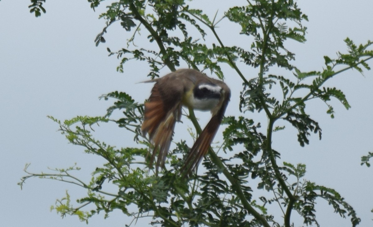 Great Kiskadee - ML620568619